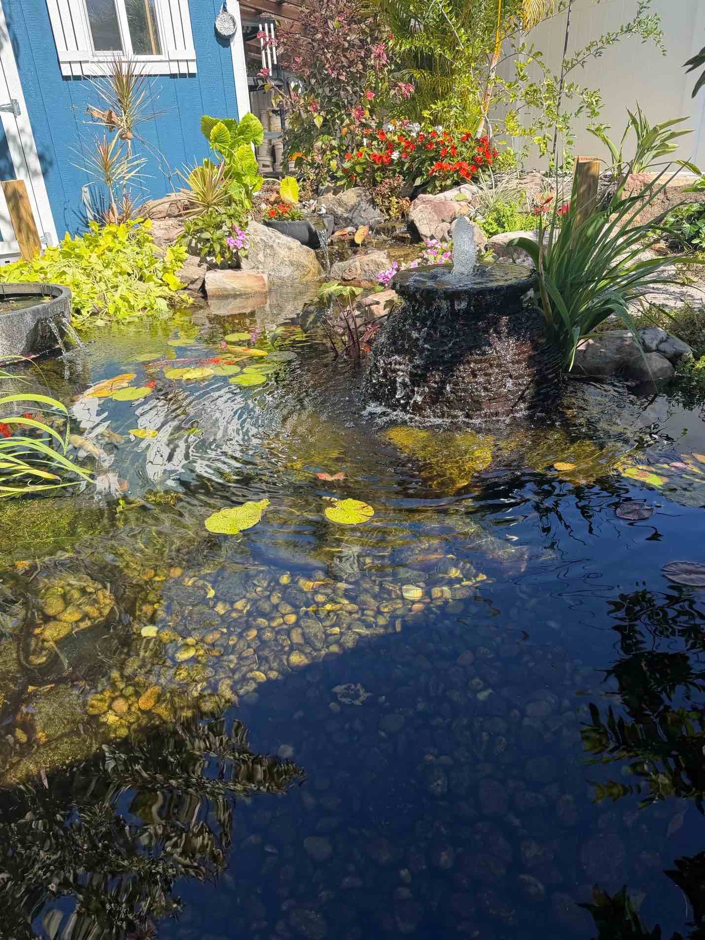 A clear backyard pond with water lilies and rocks, featuring a bubbling fountain. Surrounding the pond are lush green plants, colorful flowers, and a blue house with a white-trimmed window in the background.