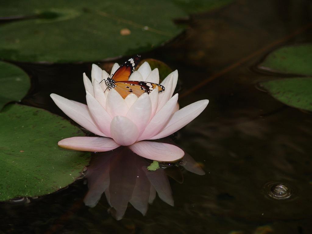 A butterfly with orange, black, and white wings rests on a pale pink water lily floating among green lily pads on a dark water surface at the Aquascape Market in Naples FL, capturing the serene beauty expected in 2026.